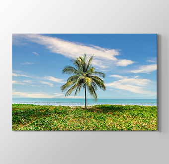 Adadaki Palmiye Ağacı