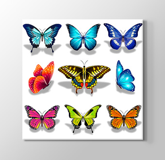 Excellent Butterflies