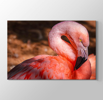 Flamingo - Yakın Çekim