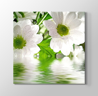 Flower - Yeşil Su ve Beyaz Yapraklar