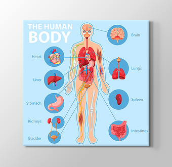 İngilizce İnsan Anatomisi Eğitim Afişi - Mavi