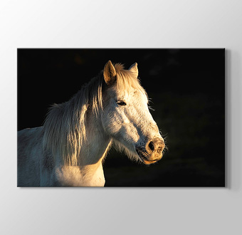 Karanlık Fonda Beyaz At