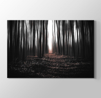 Karanlık Ormanda Ağaçların Arasından Süzülen Işık