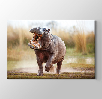 Korkutucu Afrika Hipopotamı