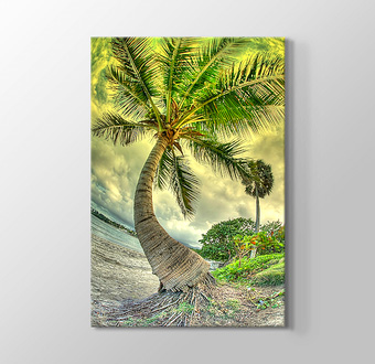 Palm on the Beach