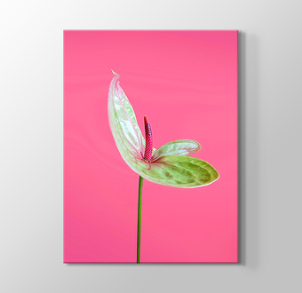 Pembe Fonda Yeşil Antoryum Çiçeği