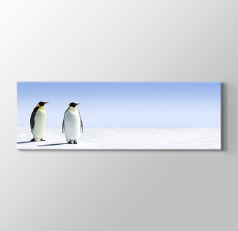 Penguins - Penguenler
