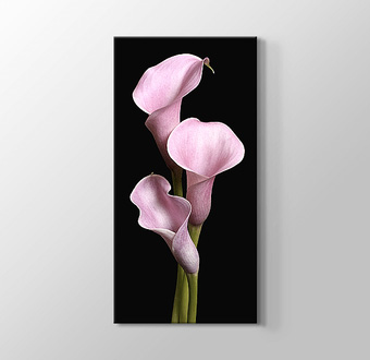 Pink Lilies - Pembe Zambaklar