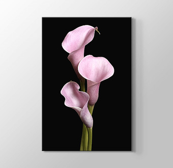 Pink Lilies - Üçlü Pembe Zambaklar