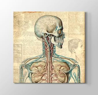 Retro Anatomi - Detaylı İnsan Vücudu İllüstrasyonu