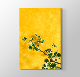 Sarı Duvarın Önündeki Bitki