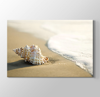 Seashell on the Beach