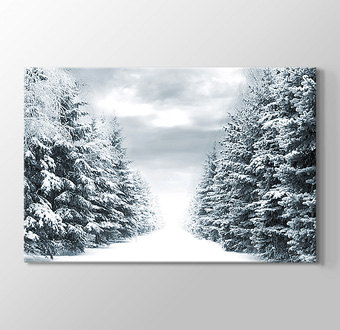 Snowy Road Between Trees