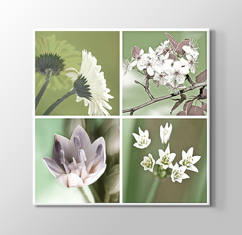 Soft Renklerde Çiçekler - Quattro Flowers