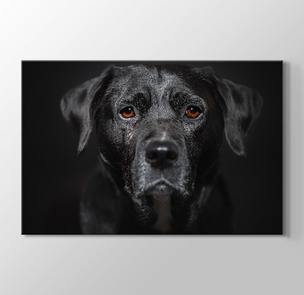 Turuncu Gözlü Siyah Köpek - Yakın Çekim
