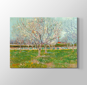 Orchard in Blossom - Apricot Trees