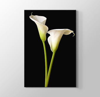 White Two Lilies -  İki Beyaz Zambak