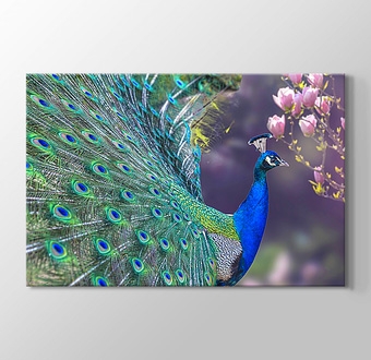 Yeşil Tüylü Mavi Tavus Kuşu - Yan Görünüm