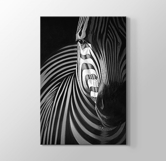 Zebra Siyah Beyaz