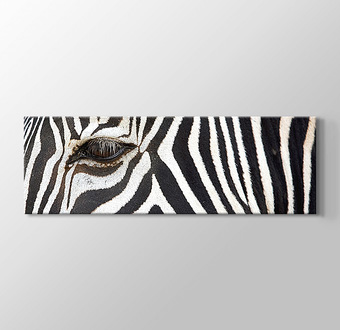 Zebra Siyah Beyaz Kesit