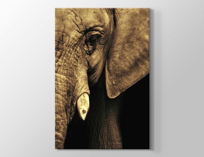Elephant - Fil Kanvas tablosu
