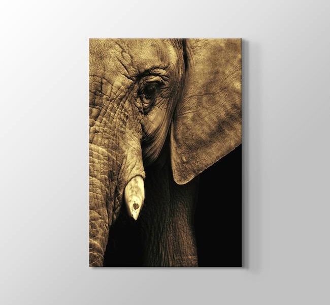  Elephant - Fil