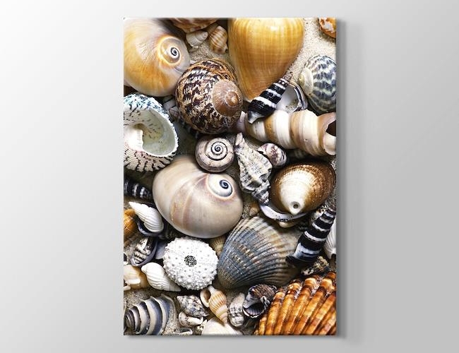 Sea Shells - Deniz Kabukları Kanvas tablosu