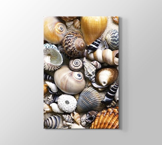  Sea Shells - Deniz Kabukları