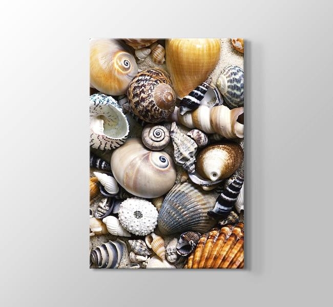 Sea Shells - Deniz Kabukları