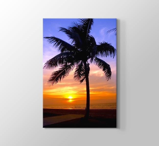  Sunset Palm