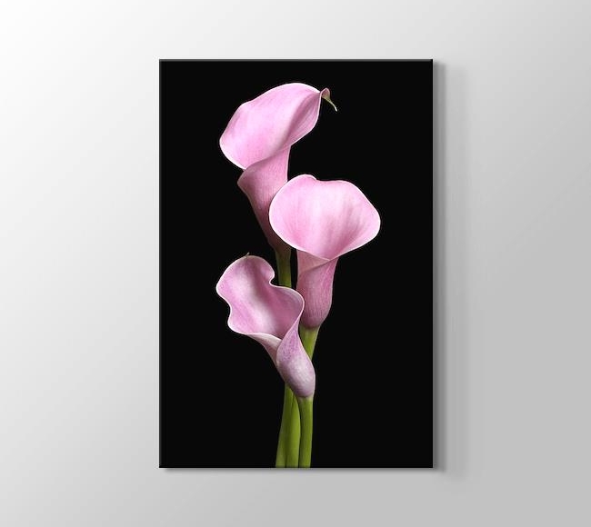  Pink Lilies - Üçlü Pembe Zambaklar