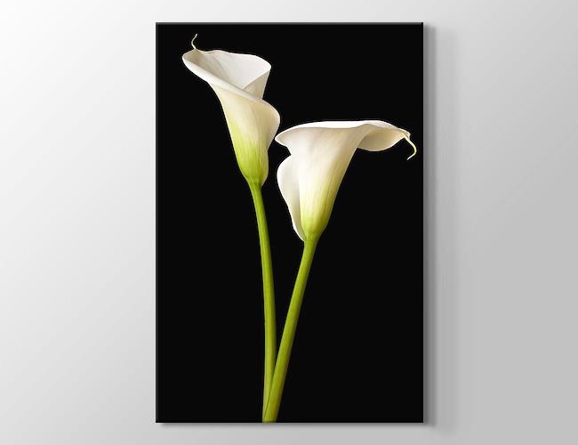 White Two Lilies -  İki Beyaz Zambak Kanvas tablosu