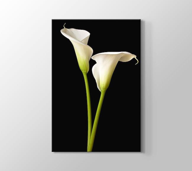  White Two Lilies -  İki Beyaz Zambak