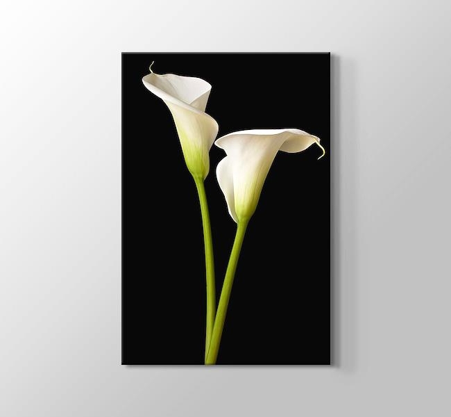  White Two Lilies -  İki Beyaz Zambak