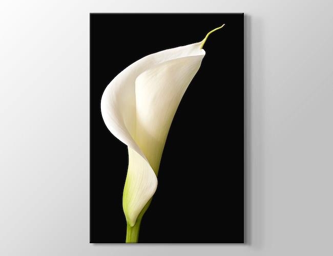 White Lilies - Siyah Üstünde Beyaz Zambak Kanvas tablosu