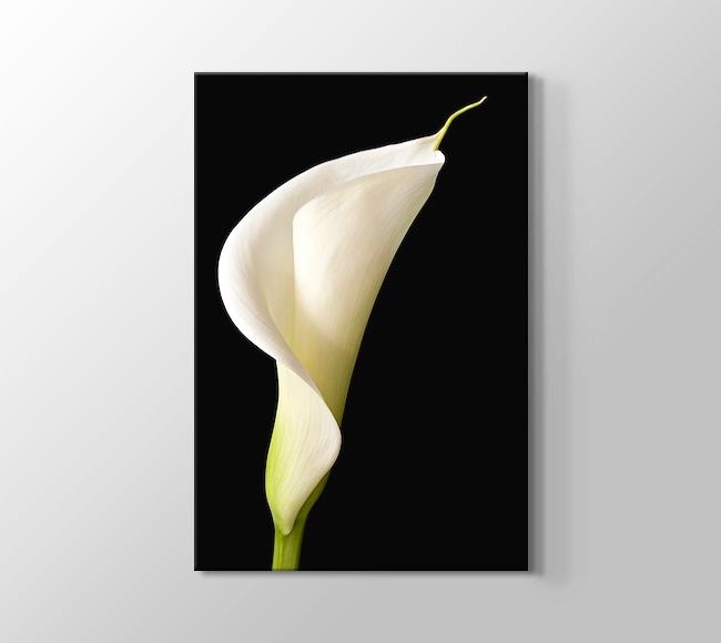  White Lilies - Siyah Üstünde Beyaz Zambak