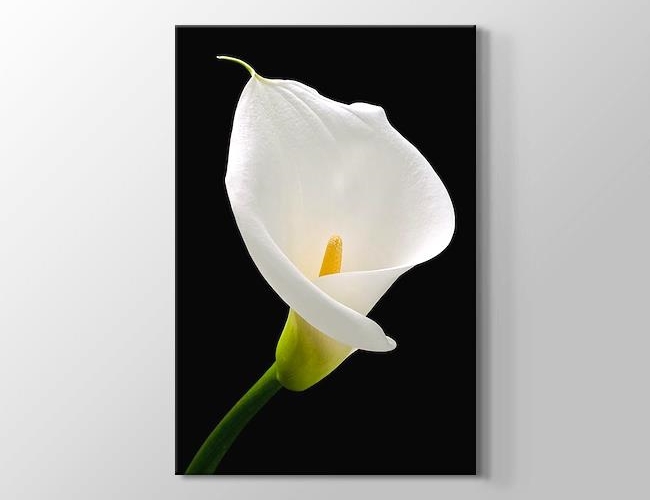 White Lilies - Beyaz Zambak Kanvas tablosu