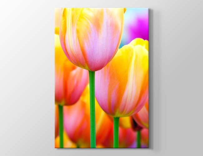 Colored Tulips Kanvas tablosu