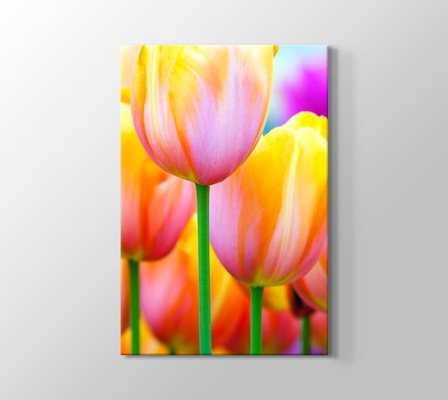  Colored Tulips