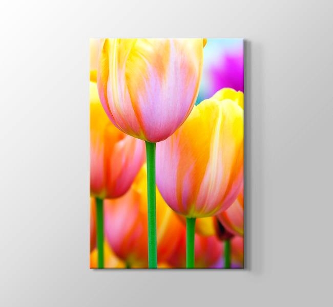  Colored Tulips