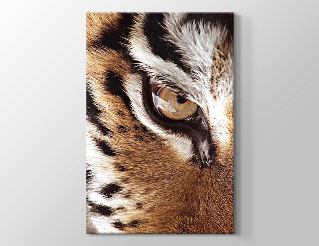 Eye of the Tiger Kanvas tablosu