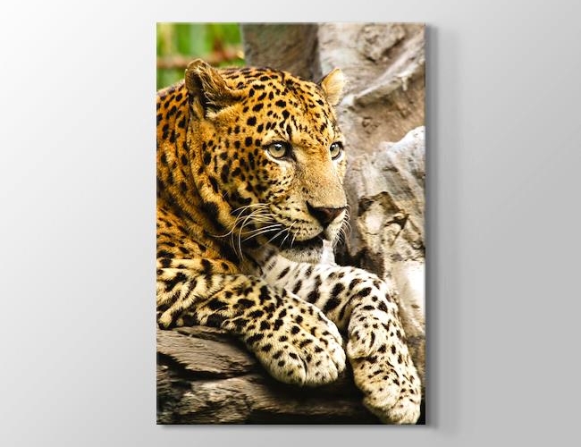 Panthera Pardus - Leopar  Kanvas tablosu
