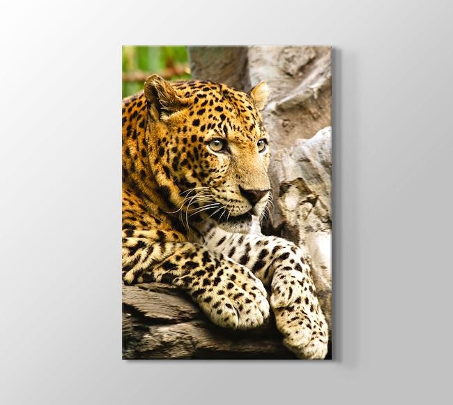  Panthera Pardus - Leopar 
