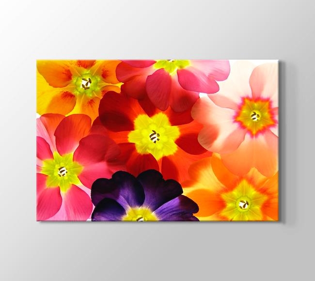  Emma - Renkli Çiçek Saydamları