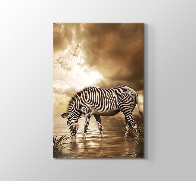  Zebra