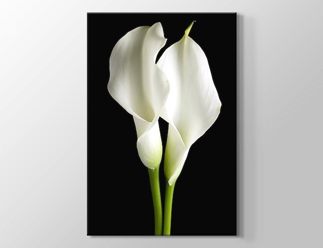 Lilies on Black - Siyah Üstünde 2 Beyaz Zambak Kanvas tablosu