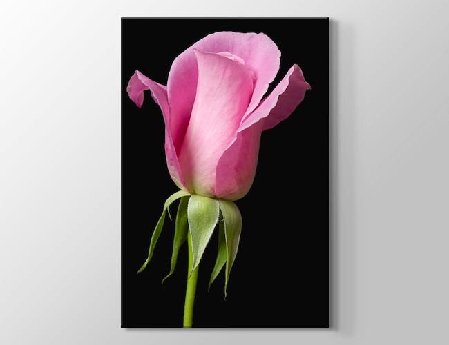 Pembe Gül - Pink Rose on Black Kanvas tablosu