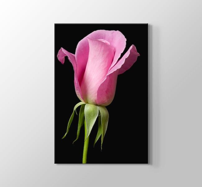  Pembe Gül - Pink Rose on Black
