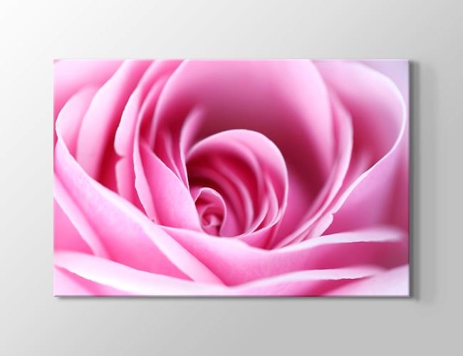 CloseUp Pink Rose Kanvas tablosu