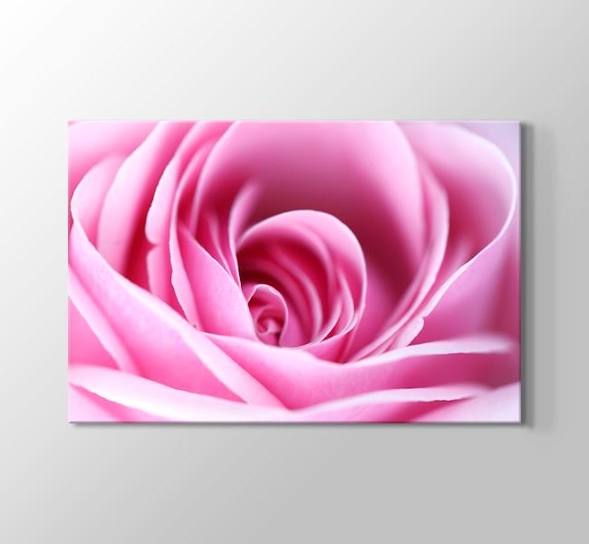  CloseUp Pink Rose